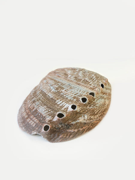 Albourne Shell SS - Abalone Shell | Therapy Market